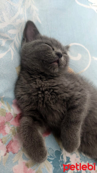 British Shorthair, Kedi  Lila fotoğrafı