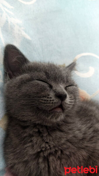 British Shorthair, Kedi  Lila fotoğrafı