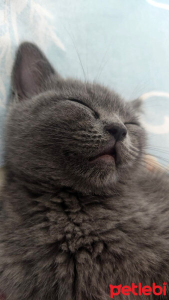 British Shorthair, Kedi  Lila fotoğrafı