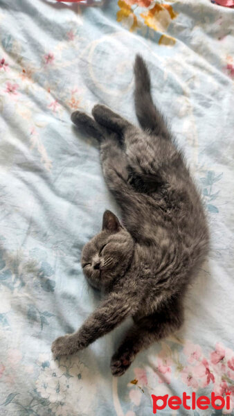 British Shorthair, Kedi  Lila fotoğrafı