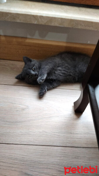 British Shorthair, Kedi  Lila fotoğrafı