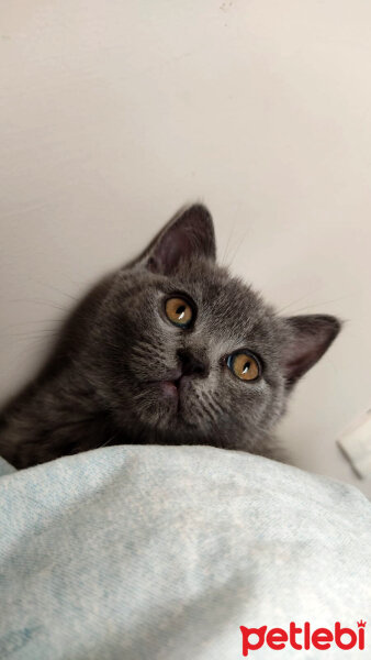 British Shorthair, Kedi  Lila fotoğrafı