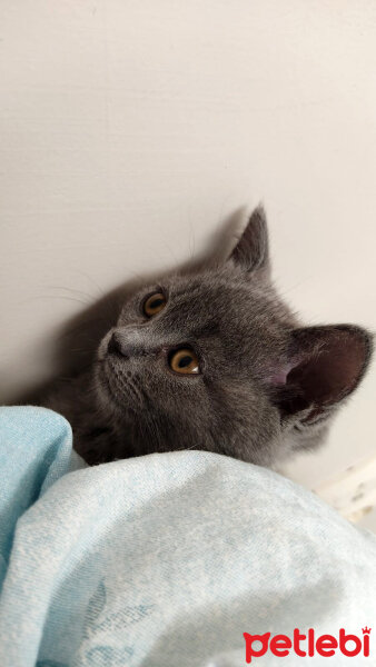 British Shorthair, Kedi  Lila fotoğrafı