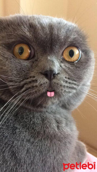 Scottish Fold, Kedi  Mario fotoğrafı