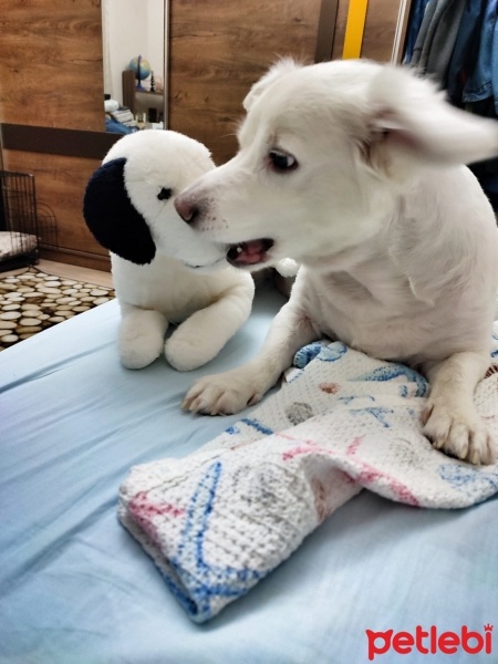 Pappilon, Köpek  Kalipso fotoğrafı