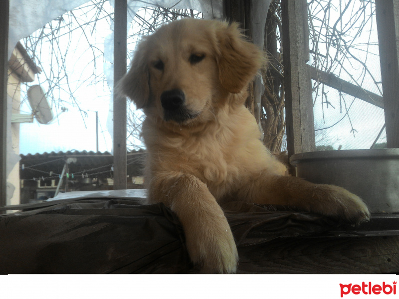 Golden Retriever, Köpek  şila fotoğrafı