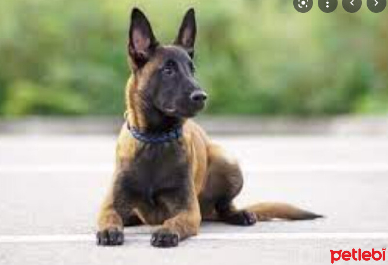Belçika Malinois, Köpek  Odin fotoğrafı
