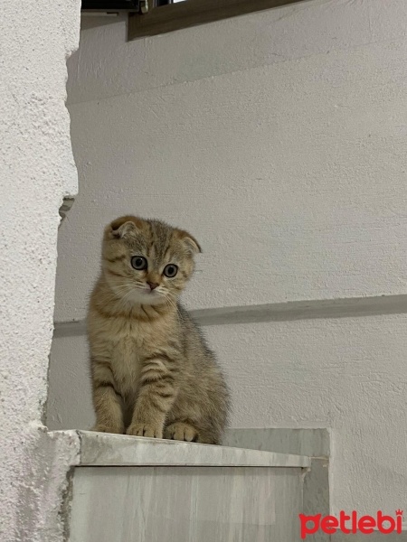 Scottish Fold, Kedi  Miniş fotoğrafı