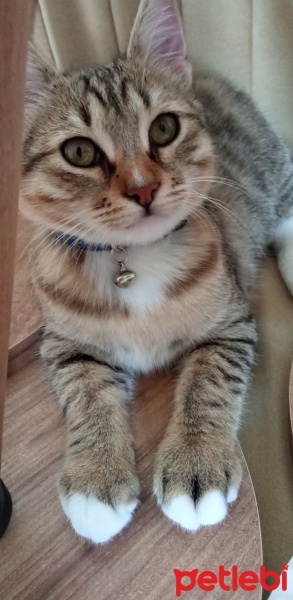 Tekir Kedi, Kedi  Lokum fotoğrafı