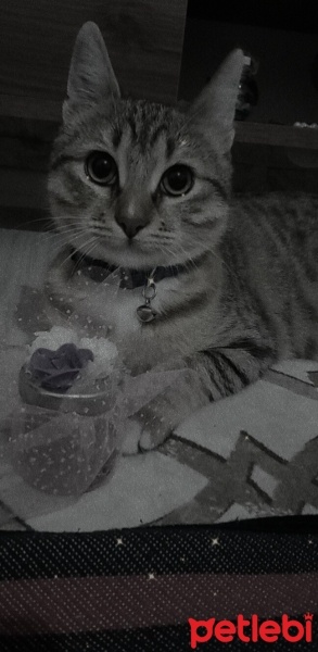Tekir Kedi, Kedi  Lokum fotoğrafı