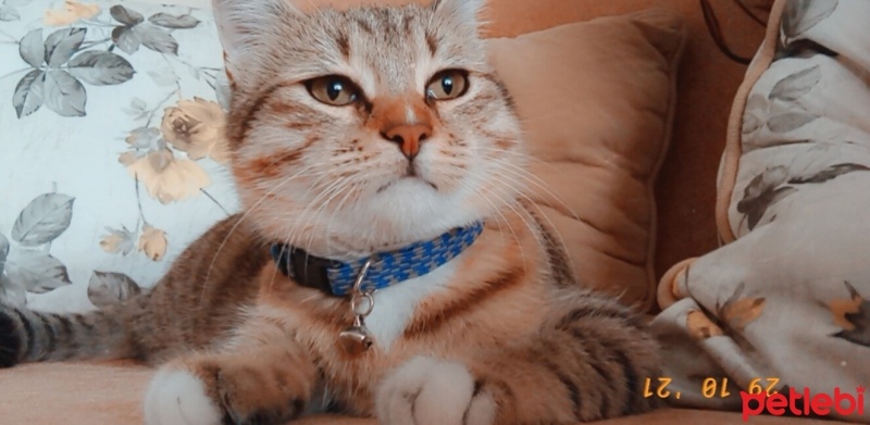 Tekir Kedi, Kedi  Lokum fotoğrafı