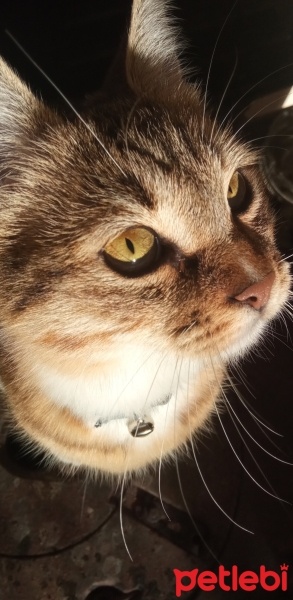 Tekir Kedi, Kedi  Lokum fotoğrafı