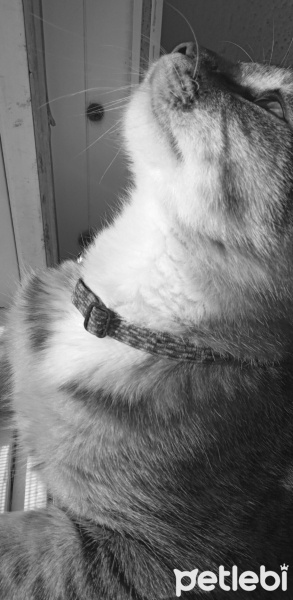 Tekir Kedi, Kedi  Lokum fotoğrafı