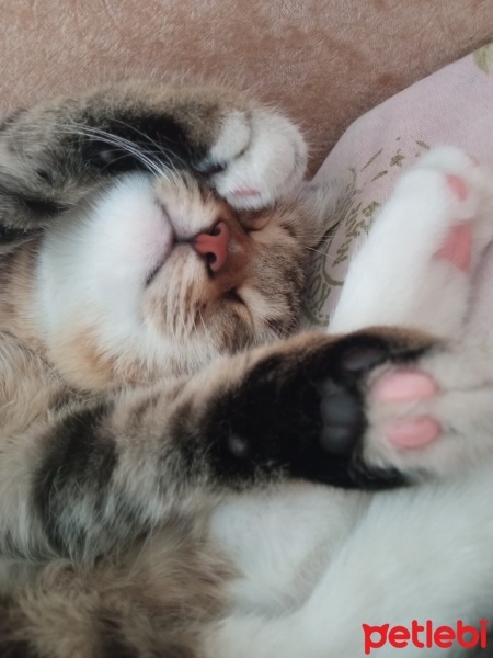 Tekir Kedi, Kedi  Lokum fotoğrafı