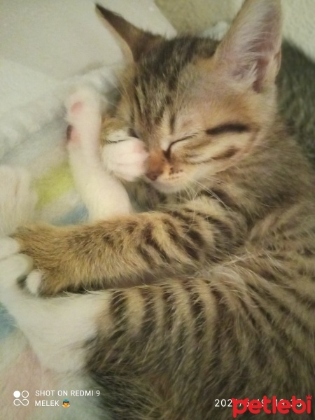 Tekir Kedi, Kedi  Lokum fotoğrafı