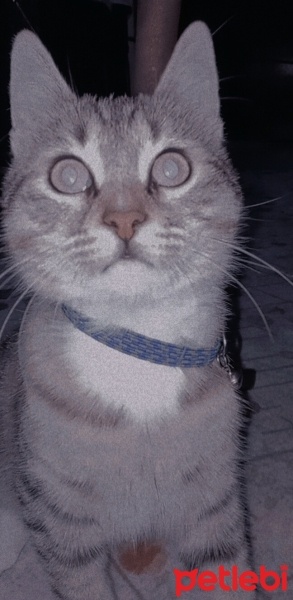 Tekir Kedi, Kedi  Lokum fotoğrafı