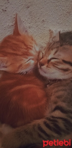 Tekir Kedi, Kedi  Lokum fotoğrafı