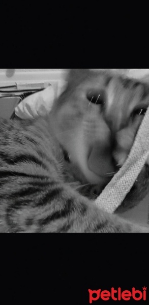 Tekir Kedi, Kedi  Lokum fotoğrafı