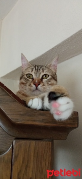Tekir Kedi, Kedi  Lokum fotoğrafı