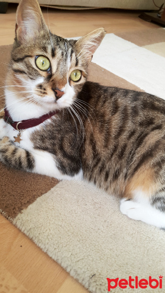 Tekir Kedi, Kedi  Şirine fotoğrafı