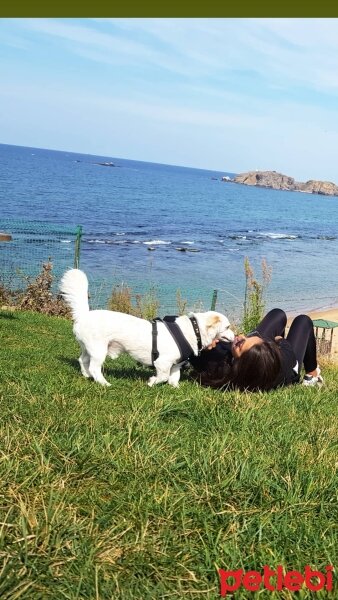 Sokö (Sokak Köpeği), Köpek  KUTUP fotoğrafı