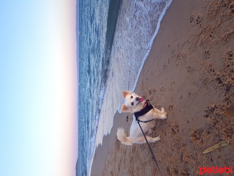 Sokö (Sokak Köpeği), Köpek  KUTUP fotoğrafı