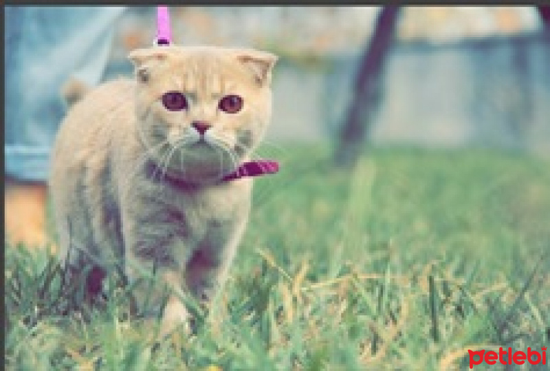Scottish Fold, Kedi  Pixie fotoğrafı