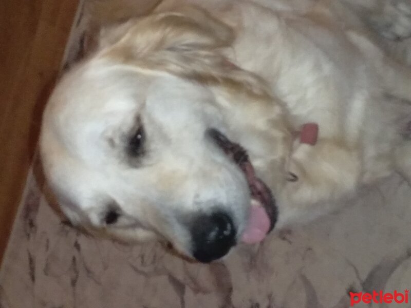 Golden Retriever, Köpek  Maya fotoğrafı