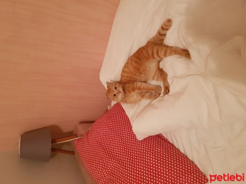 Tekir Kedi, Kedi  CİMCİME fotoğrafı