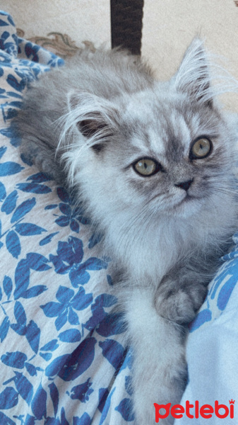 Chinchilla, Kedi  Boncuk fotoğrafı
