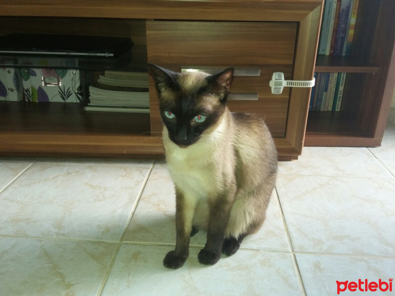 Siyam Kedisi, Kedi  Ayaz fotoğrafı