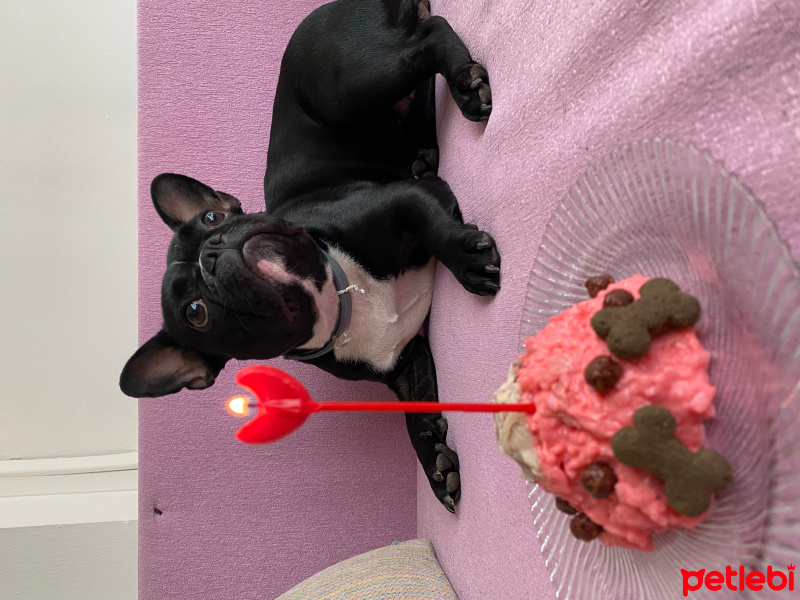 Fransız Bulldog, Köpek  Linda fotoğrafı