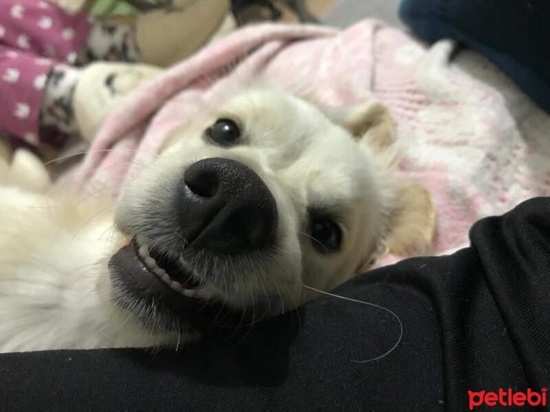 Golden Retriever, Köpek  elsa fotoğrafı