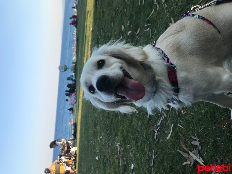 Golden Retriever, Köpek  elsa fotoğrafı