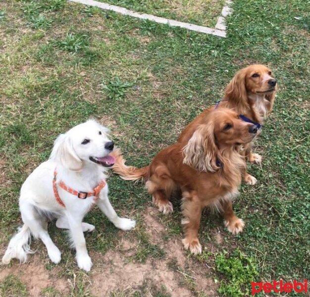 Golden Retriever, Köpek  elsa fotoğrafı