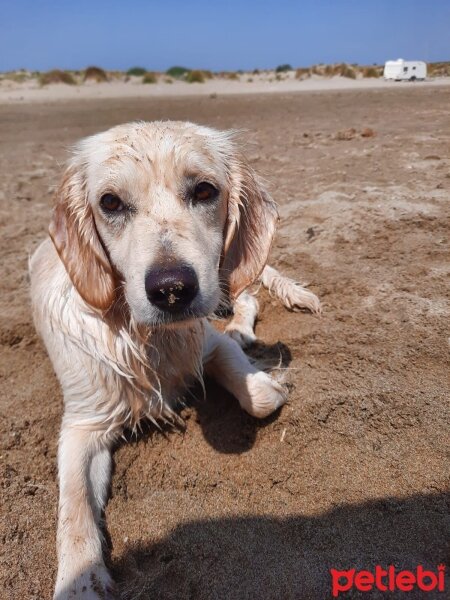 Golden Retriever, Köpek  elsa fotoğrafı