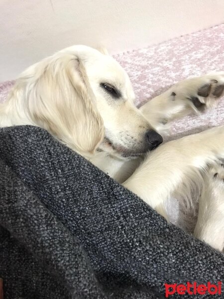 Golden Retriever, Köpek  elsa fotoğrafı