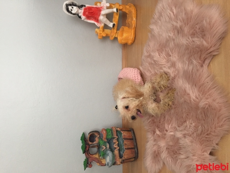 Maltese, Köpek  Pamuk fotoğrafı
