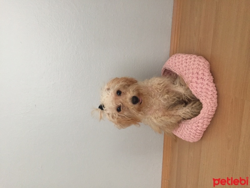Maltese, Köpek  Pamuk fotoğrafı