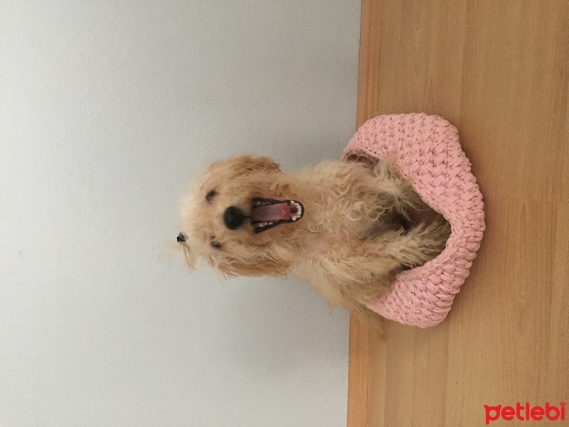 Maltese, Köpek  Pamuk fotoğrafı