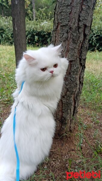 İran Kedisi (Persian), Kedi  Sütlaç fotoğrafı