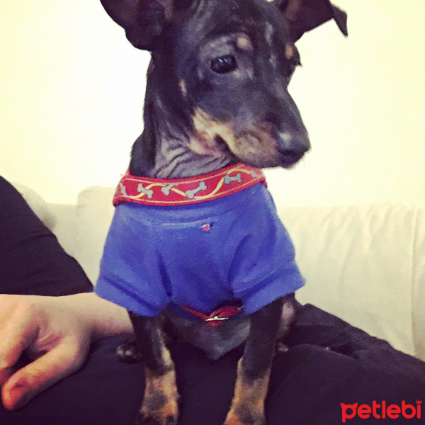 Minyatür Pinscher, Köpek  Bifi fotoğrafı