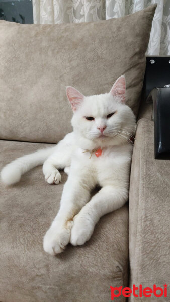 British Shorthair, Kedi  Puffy fotoğrafı