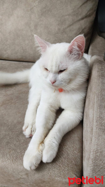 British Shorthair, Kedi  Puffy fotoğrafı