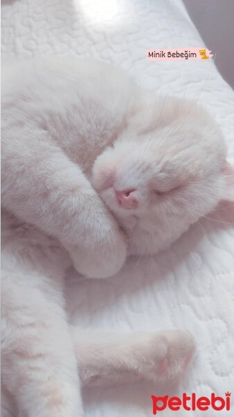 British Shorthair, Kedi  Puffy fotoğrafı