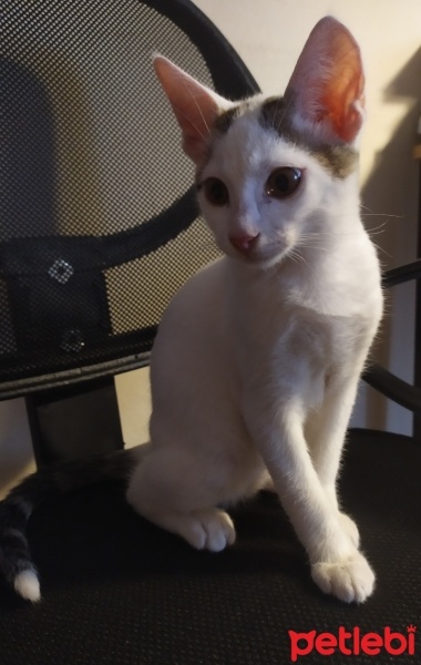 Tekir Kedi, Kedi  Pamuk fotoğrafı