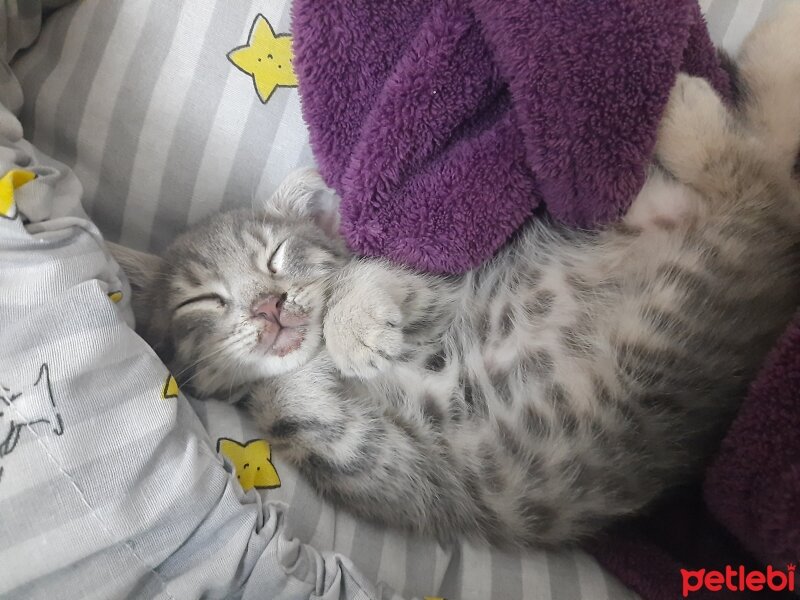 American Shorthair, Kedi  Duman fotoğrafı