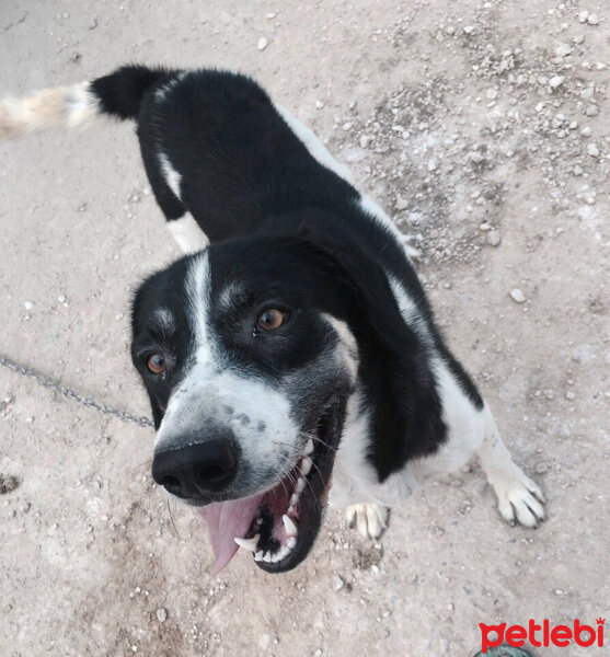 Sokö (Sokak Köpeği), Köpek  Çapa fotoğrafı