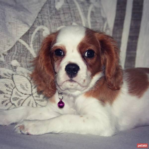 Cavalier King Charles Spanieli, Köpek  Ateş fotoğrafı