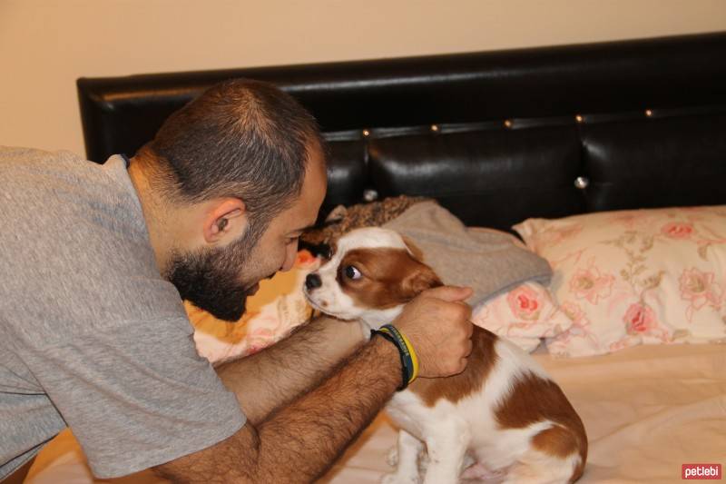 Cavalier King Charles Spanieli, Köpek  Ateş fotoğrafı